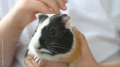Children's hands carefully stroke a guinea pig, the guinea pig feels comfortable