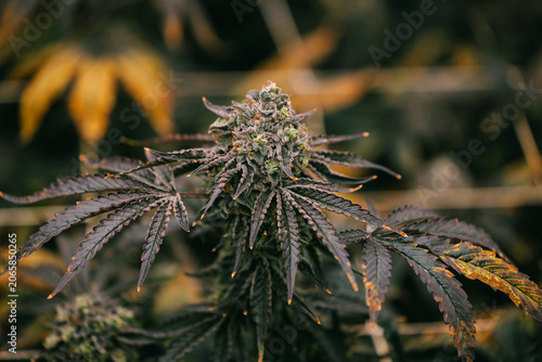 Billede på lærred Closeup of thai cannabis bud with frosty trichomes and autumn leaves for medicin