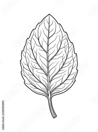 Detailed black and white botanical leaf illustration.