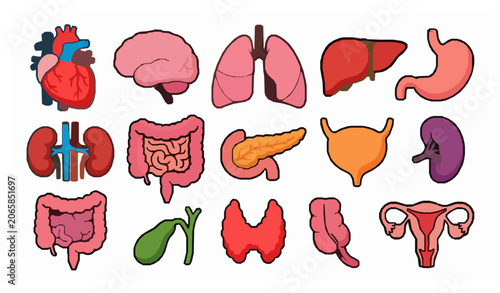 Educational human organ cartoon icon collection isolated on white background