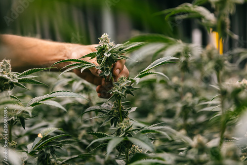 Hand inspecting cannabis bud on plant for cultivation care banner and agricultural product background