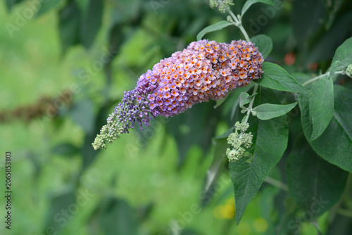 Foto A beautiful cone-shaped flower cluster with small purple petals and orange cente