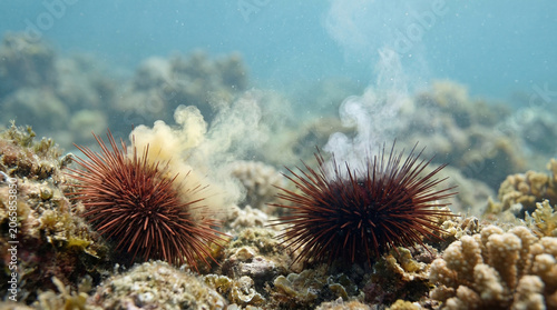 Sea Urchin Reproduction: Simultaneous Release of Male and Female Gametes.