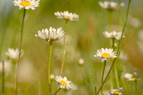 Oxeye daisies blooming in a summer meadow