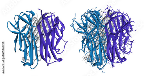 Photos RANKL protein molecule, monoclonal antibody target, therapeutic target of denosu
