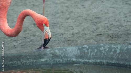 Fotografi Close-Up Profile of a Pink Flamingo with Water Dripping from its Beak