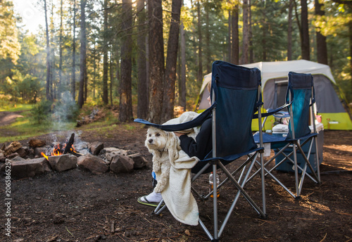 little dog in camping chair