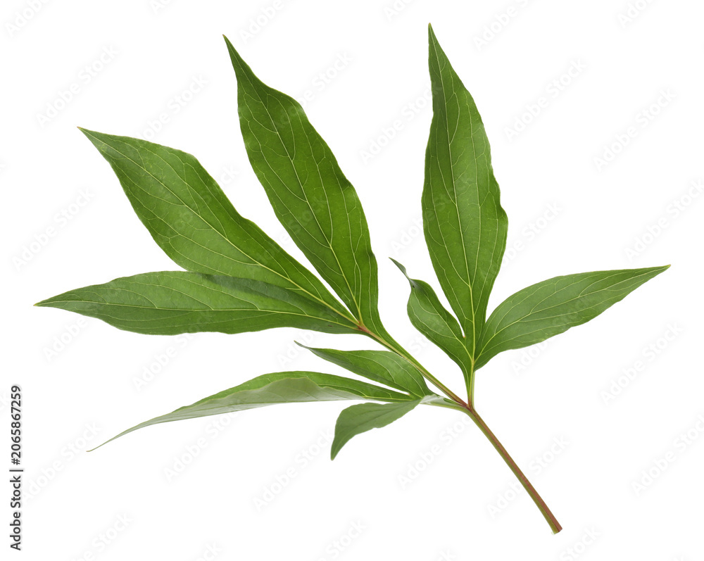 Fototapeta premium Green leaves of peony flower on transparent background, png