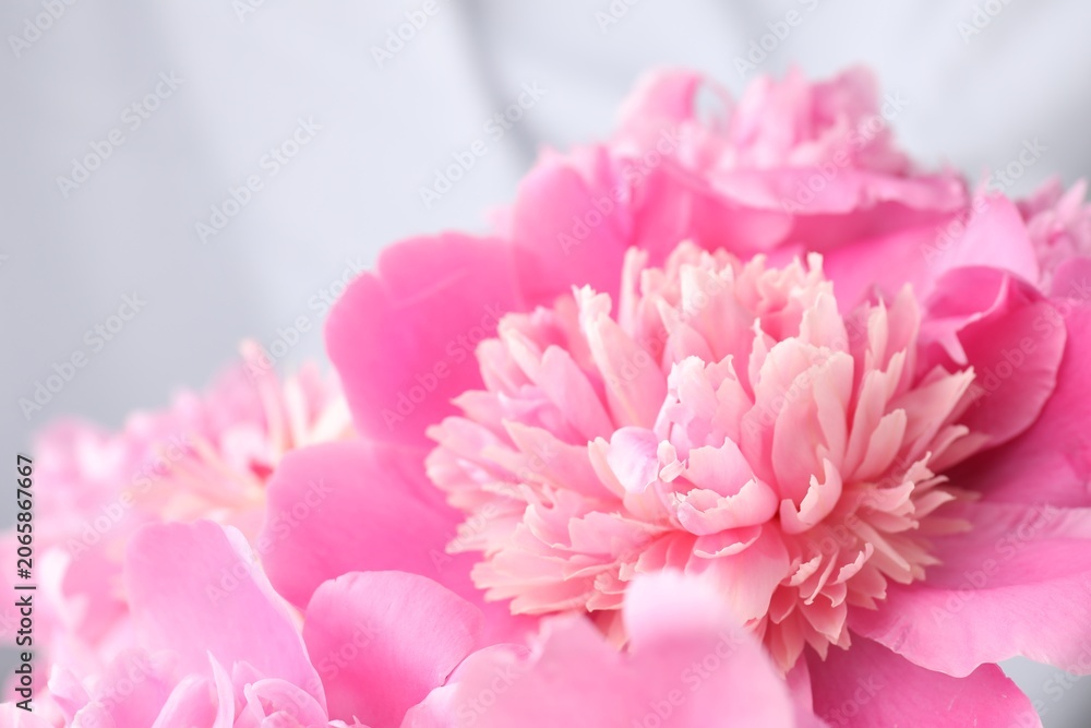 Fototapeta premium Beautiful pink peony flowers on blurred background, closeup
