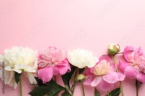Beautiful peony flowers on pink background, flat lay. Space for text
