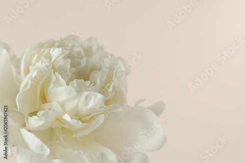 Beautiful white peony flower on beige background, closeup. Space for text