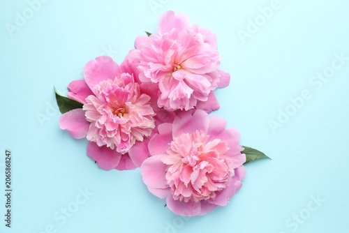 Beautiful pink peony flowers and green leaves on light blue background, flat lay