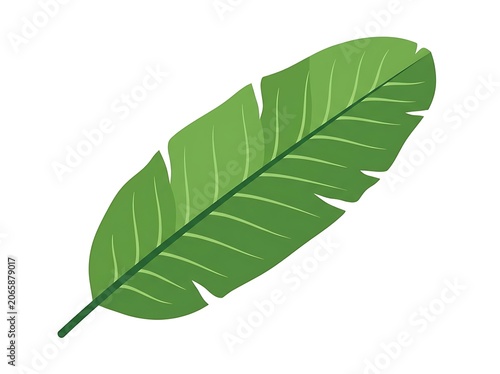 Fresh green leafy vegetable bunch isolated on white.