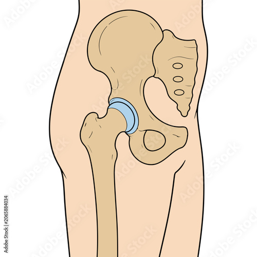 Foto Human hip joint anatomy with pelvis and femur bone line art vector illustration