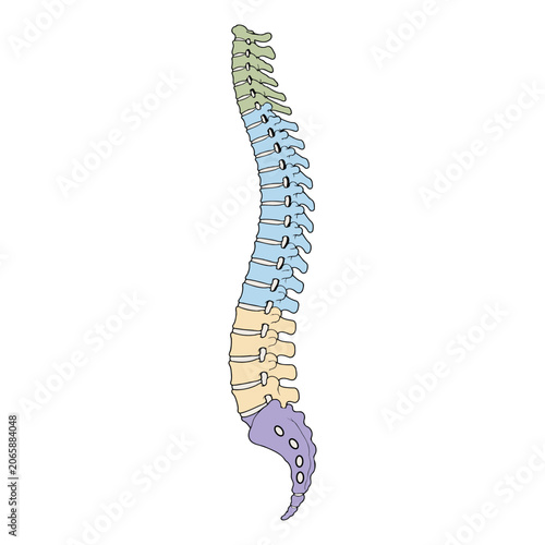 Obraz na plátně Human spine anatomy with color coded vertebrae sections flat vector illustration