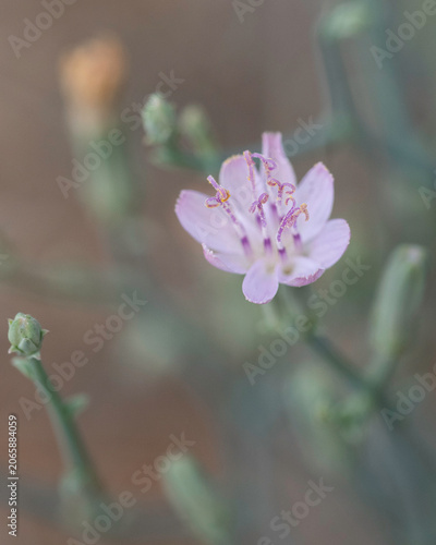 A Purple Wildflower Macro Closeup