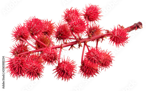 Valokuva Female flowers or red spiny seed pods of Castor Bean on white background