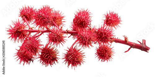 Foto Female flowers or red spiny seed pods of Castor Bean on white background