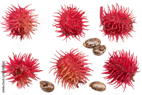 Tableau sur toile Red spiny seed pods of Castor Bean and castor seeds on white background