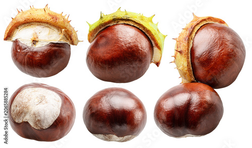 Tableau sur toile Collection of fresh chestnut or fresh brown conkers on white background