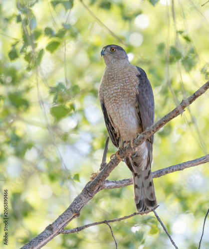 Canvastavla A Cooper's Hawk Perched in a Tree