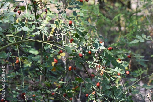 Rosehip berries on the branches of the bush in the forest