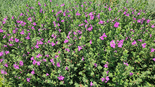 Leucophyllum frutescens, known as Texas Ranger or Texas Sage, is a drought-tolerant shrub native to Texas and Mexico, valued for its silvery foliage and purple blooms.