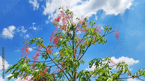 The Illawarra Flame Tree is an Australian species known for vivid red flower clusters on leafless branches. It is an ornamental garden tree, drought and wind tolerant
