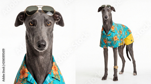 Stylish greyhound dog sporting a tropical Hawaiian shirt, yellow shorts, and sunglasses on its head, ready for summer vacation. Funny dog character reference
