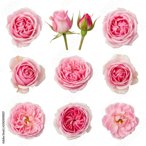 Collection of delicate pink roses in various stages of bloom isolated on transparent background
