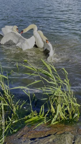 vertical screen wildlife scene featuring an intense confrontation between two swans on a lake with a female swan swimming nearby illustrating natural rivalry and territorial instincts