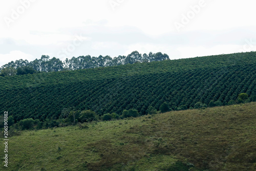 Coffee plantation organized in straight lines on a hillside farm in Minas Gerais Brazil