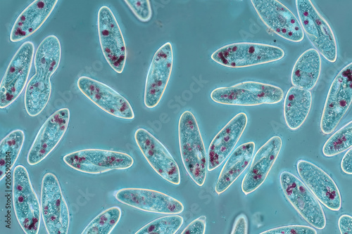 Paramecium cells under microscope