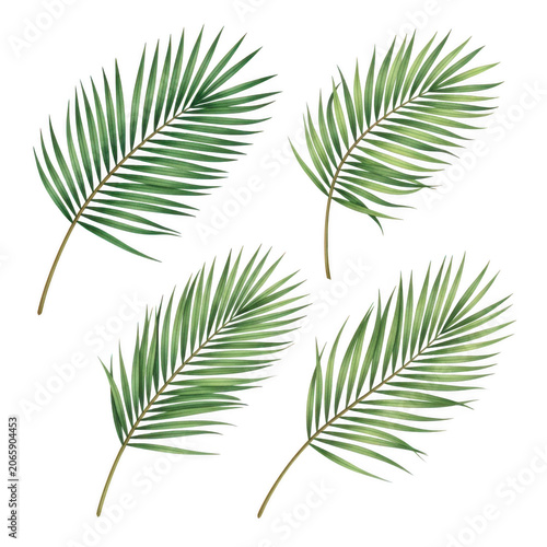 Four realistic green palm fronds isolated on transparent background