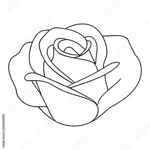Rose flower line drawing black and white botanical illustration