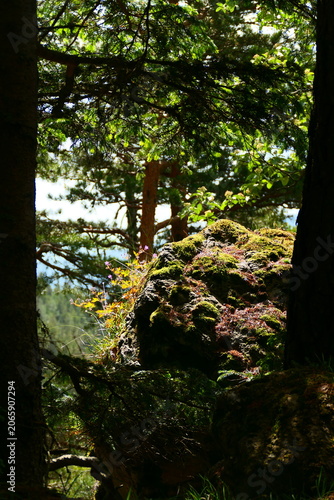 durch den Wald