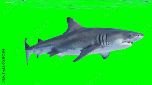 Great white shark swimming horizontally through vibrant green water with mouth slightly open revealing sharp teeth.