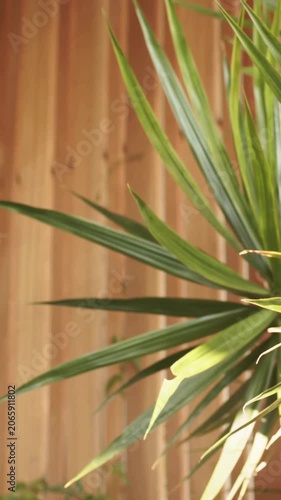 Vertical video: Moving camera showing potted spiky plant at patio wood fence revealing rosette