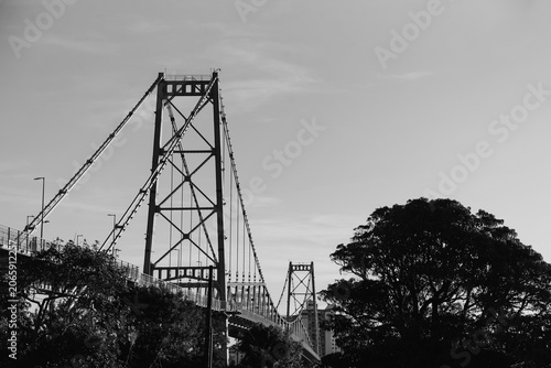 Hercílio Luz Bridge framed by tree leaves on a sunny day in Florianópolis, Santa Catarina, Brazil