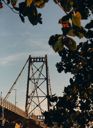 Hercílio Luz Bridge framed by tree leaves on a sunny day in Florianópolis, Santa Catarina, Brazil