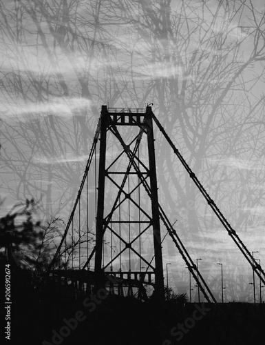 Hercílio Luz Bridge framed by tree leaves on a sunny day in Florianópolis, Santa Catarina, Brazil
