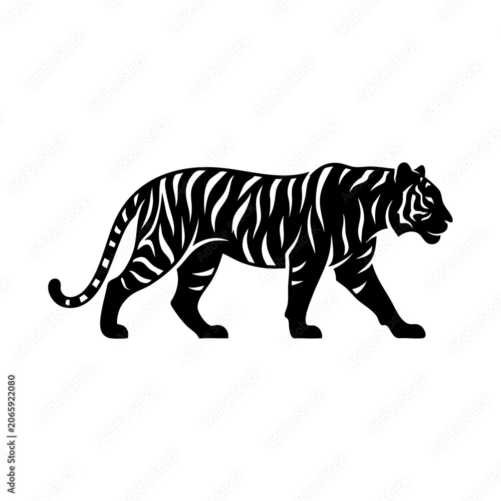 Obraz premium A black tiger walks slowly on white background with stripes and tail.