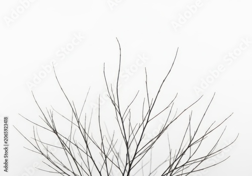 Black silhouette of bare tree branches reaching up against a bright clear sky isolated on white background