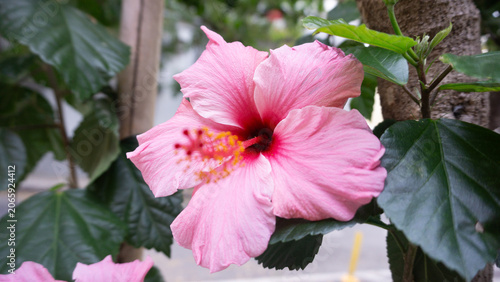 Photography flor china rosa