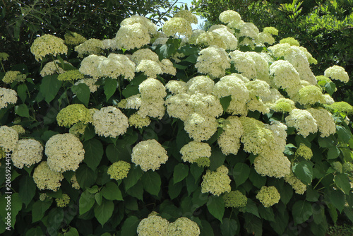 White hydrangea flowers blooming in summer garden
