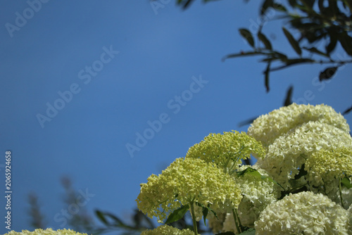 White hydrangea flowers blooming in summer garden
