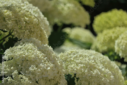 White hydrangea flowers blooming in summer garden