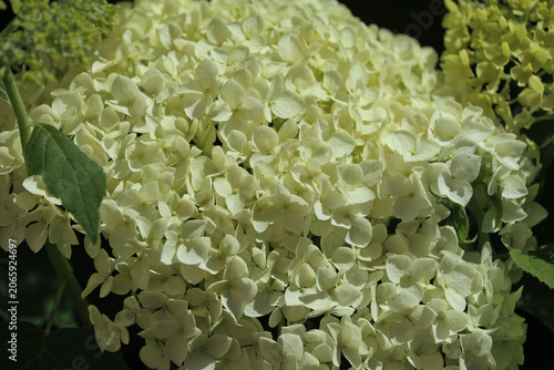 White hydrangea flowers blooming in summer garden