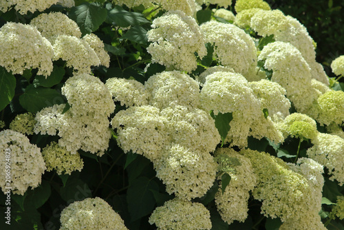 White hydrangea flowers blooming in summer garden