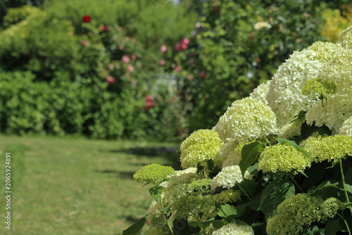 White hydrangea flowers blooming in summer garden